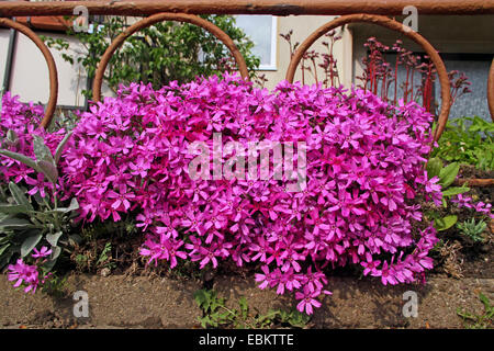 Kriechende Phlox, Moss Phlox, Moos Pink, Berg Phlox (Phlox Subulata), blühen im Vorgarten, Deutschland, Nordrhein-Westfalen Stockfoto