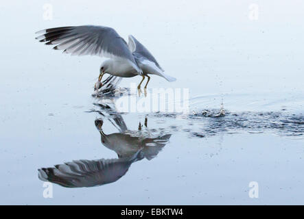 MEW Gull (Larus Canus), fangen einen Fisch, Norwegen, Troms, Tromsoe Stockfoto