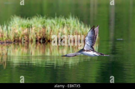 Sterntaucher (Gavia Stellata), im Flug über der Prestvannet See, Norwegen, Troms, Tromsoe Stockfoto