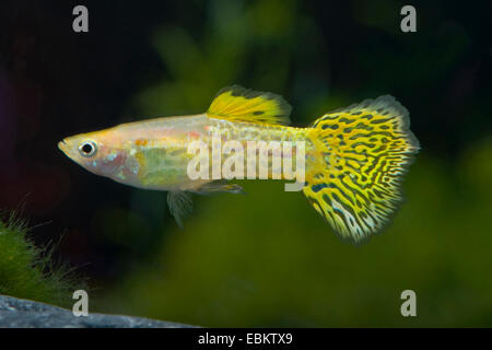 Guppy (Poecilia Reticulata, Lebistes Reticulatus, Lebistes Reticulata), züchten Form Golden Cobra Stockfoto