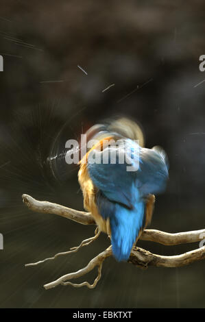 Fluss-Eisvogel (Alcedo Atthis), Männchen auf einem Ast, schütteln Wasser aus sein Gefieder, Deutschland, Baden-Württemberg Stockfoto