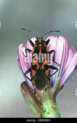 Wolfsmilch Bug (Lygaeus Inselbogens) auf lila Blume Stockfoto