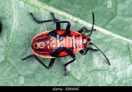 Pandur (Lygaeus Pandurus, Spilostethus Pandurus), auf einem Blatt Stockfoto