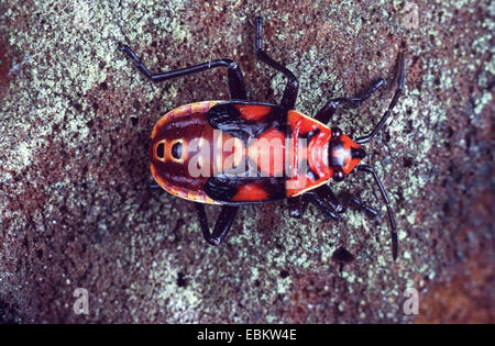 Pandur (Lygaeus Pandurus, Spilostethus Pandurus), auf einem Stein Stockfoto