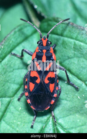 Wolfsmilch-Fehler (Lygaeus Inselbogens), auf einem Blatt, Deutschland Stockfoto