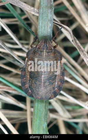 Schild-backed Fehler (Eurygaster Fokkeri), auf einem Blatt, Deutschland Stockfoto