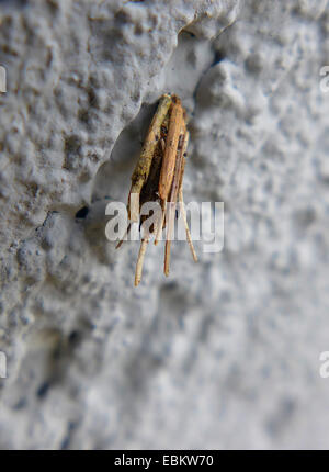 Bagworm (Psyche spec.), Raupe im Etui, Deutschland, Nordrhein-Westfalen Stockfoto