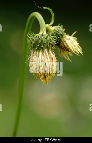 Gelbe Melancholie Distel (Cirsium Erisithales), blühen, Italien Stockfoto