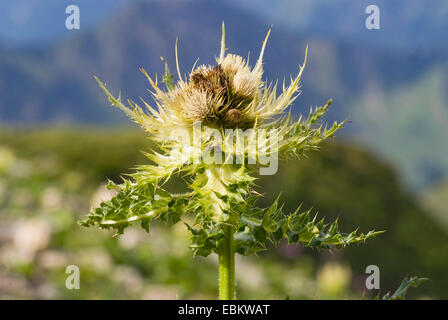 gelbe Distel (Cirsium Spinosissimum), blühen, Deutschland Stockfoto