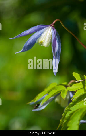 Alpen-Waldrebe (Clematis Alpina), Blume, Schweiz Stockfoto