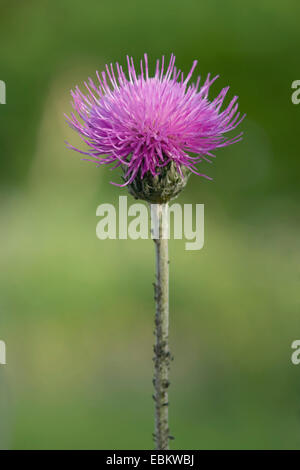 Tuberöse Distel (Cirsium Tuberosum), Blütenstand, Deutschland Stockfoto