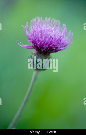 Tuberöse Distel (Cirsium Tuberosum), Blütenstand, Deutschland Stockfoto