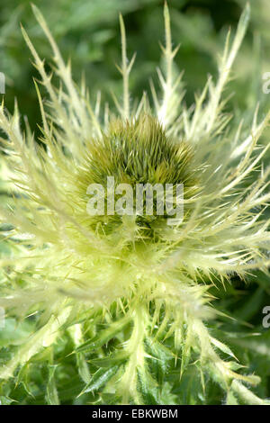gelbe Distel (Cirsium Spinosissimum), Blütenstand, Deutschland Stockfoto