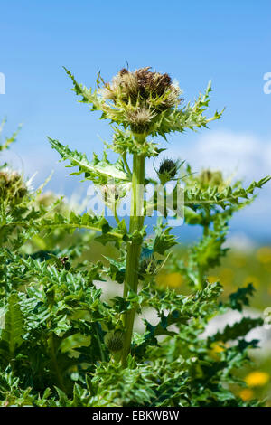gelbe Distel (Cirsium Spinosissimum), blühen, Deutschland Stockfoto