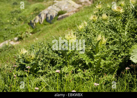 gelbe Distel (Cirsium Spinosissimum), blühen an einem Berghang, Schweiz Stockfoto