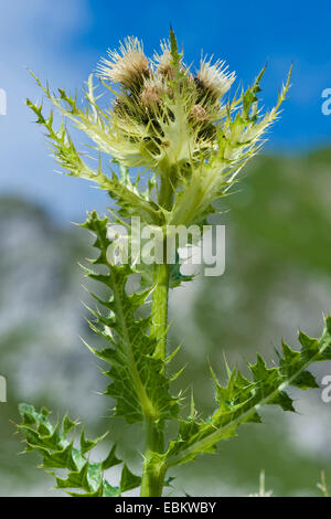 gelbe Distel (Cirsium Spinosissimum), blühen, Deutschland Stockfoto