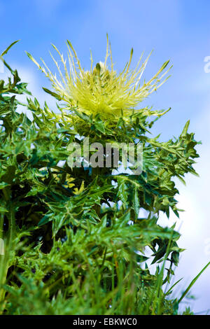 gelbe Distel (Cirsium Spinosissimum), blühen, Deutschland Stockfoto
