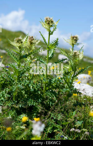 gelbe Distel (Cirsium Spinosissimum), blühen in einer Bergwiese, Deutschland Stockfoto
