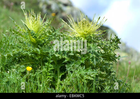 gelbe Distel (Cirsium Spinosissimum), blühen in einer Bergwiese, Schweiz Stockfoto