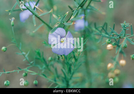 asiatische Flachs (Linum Austriacum), blühende Pflanze Stockfoto