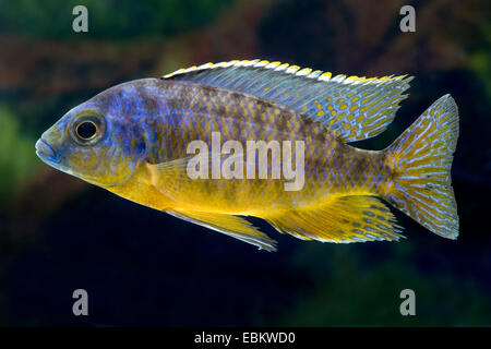 Malawi Buntbarsche (Protomelas Virgatus), in voller Länge portrait Stockfoto