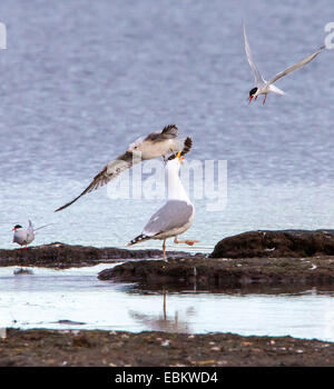 Silbermöwe (Larus Argentatus), Streit zwischen Silbermöwe und Küstenseeschwalbe, Tromsø, Norwegen, Troms Stockfoto