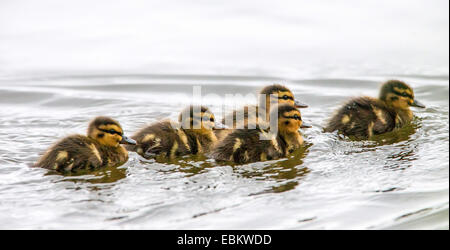 Stockente (Anas Platyrhynchos), Ente schwimmen zusammen auf den Prestvannet See, Norwegen, Troms, Tromsoe Küken Stockfoto