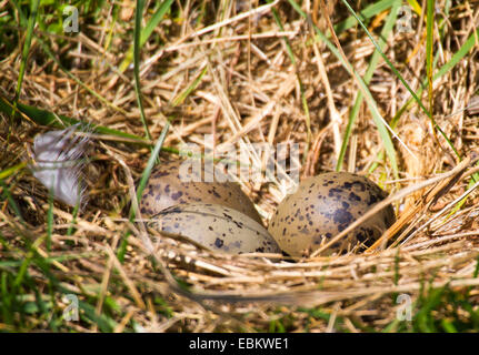 weniger schwarz-unterstützte Möve (Larus Fuscus), Vogel-nest mit Eiern, Deutschland, Schleswig-Holstein, Helgoland Stockfoto