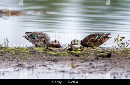 Grün – geflügelte Krickente (Anas Vogelarten), Grenn-winged Teal paar am Ufer, Norwegen, Troms, Tromsoe Dilettantismus Stockfoto