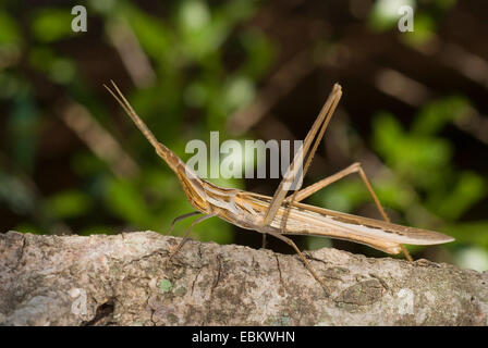 Snouted Heuschrecke, Long-headed Heuschrecke Mittelmeer Slant-faced Grasshopper (Acrida Hungarica, Acrida Ungarica), auf einem Ast, Frankreich, Corsica Stockfoto