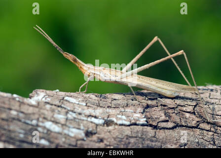 Snouted Heuschrecke, Long-headed Heuschrecke Mittelmeer Slant-faced Grasshopper (Acrida Hungarica, Acrida Ungarica), auf einem Ast, Frankreich, Corsica Stockfoto