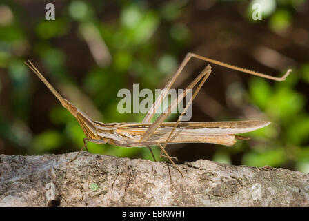 Snouted Heuschrecke, Long-headed Heuschrecke Mittelmeer Slant-faced Grasshopper (Acrida Hungarica, Acrida Ungarica), auf einem Ast, Frankreich, Corsica Stockfoto