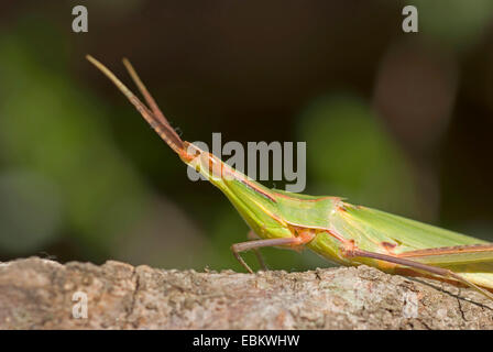 Snouted Heuschrecke, Long-headed Heuschrecke Mittelmeer Slant-faced Grasshopper (Acrida Hungarica, Acrida Ungarica), auf einem Ast, Frankreich, Corsica Stockfoto