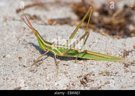 Snouted Heuschrecke, Long-headed Heuschrecke Mittelmeer Slant-faced Grasshopper (Acrida Hungarica, Acrida Ungarica), sitzen auf dem Boden, Frankreich, Corsica Stockfoto