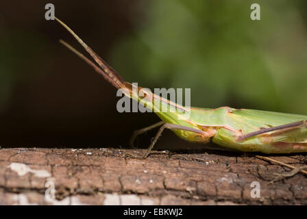 Snouted Heuschrecke, Long-headed Heuschrecke Mittelmeer Slant-faced Grasshopper (Acrida Hungarica, Acrida Ungarica), auf einem Ast, Frankreich, Corsica Stockfoto