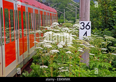 Riesenbärenklau (Heracleum Mantegazzianum), wächst in einem Bahnhof, Deutschland Stockfoto