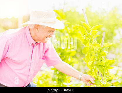 Porträt von senior Mann berühren Pflanzenblattes im Garten Stockfoto