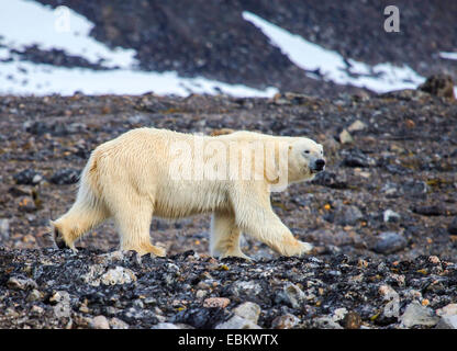 Eisbär (Ursus maritimus), männlich Walking auf felsigen Boden, Norwegen, Spitzbergen, Dansk°ya Stockfoto