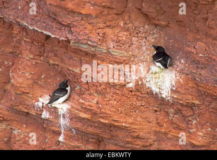 Tordalk (Alca Torda), zwei Tordalken am Nest an einem Felsen Wand, Europa, Deutschland, Schleswig-Holstein, Helgoland Stockfoto