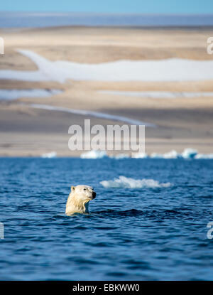 Eisbär (Ursus Maritimus), Schwimmen im Meer, Norwegen, Svalbard, Spitzbergen-Inseln Nordaustlandet Stockfoto