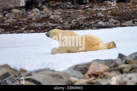 Eisbär (Ursus maritimus), male Kühlung auf Schnee, Norwegen, Spitzbergen, Dansk°ya Stockfoto