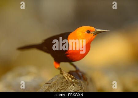 Unter der Leitung von Scarlet Blackbird (Amblytamphus Holosericeus), auf einem Stein sitzend Stockfoto