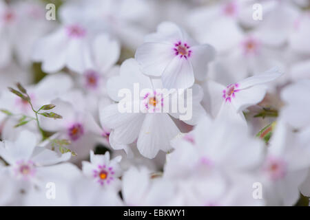 Kriechende Phlox, Moss Phlox, Moss rosa, Berg-Phlox (Phlox Subulata), Blumen Stockfoto