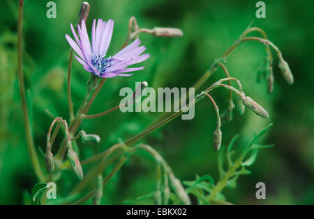 Salat, blau groß blau Kopfsalat (Lactuca Perennis), blühen Stockfoto