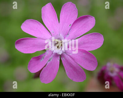 Rote Campion (Silene Dioica), männliche Blüte, Deutschland Stockfoto