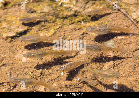 Moskitofische, Moskitofische (Gambusia Affinis), mehreren Weibchen im flachen Wasser, Phoenix, Arizona, USA und Salt River Stockfoto