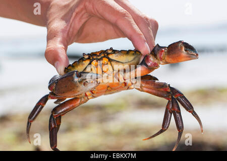 Grüne Ufer Krabbe, grüne Krabbe, North Atlantic Shore Crab (Carcinus Maenas), junge grüne Ufer Krabbe in seiner Hand hält Stockfoto