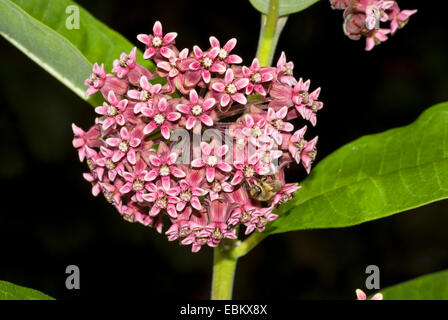 gemeinsamen Wolfsmilch, lila Silkweed (Asclepias Syriaca), Blütenstand Stockfoto