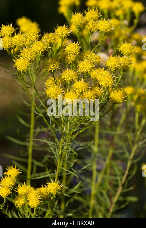 Goldlöckchen Aster (Aster Linosyris), blühen, Deutschland Stockfoto