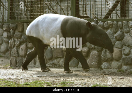 Asiatischer Tapir, Schabrackentapir (Tapirus Indicus), zu Fuß in ein Freigehege Stockfoto